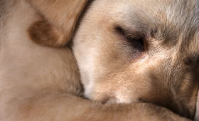 Картинка - Аллергия на животных: риски тяжелой аллергической патологии и роль современной молекулярной диагностики