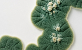 Картинка - Алергія на цвілеві гриби та дріжджі: клінічне значення та діагностичні можливості ALEX²