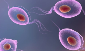 Картинка - Trichomonas Vaginalis: глобальний виклик та сучасні стратегії діагностики