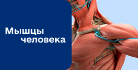 Картинка - Мышцы человека
