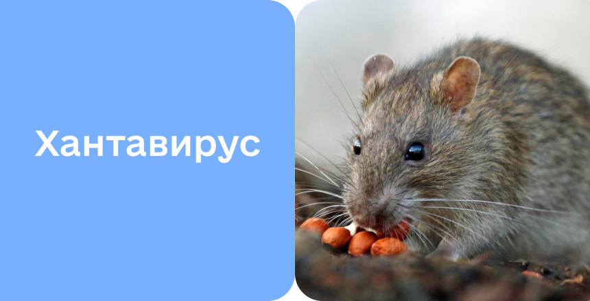 Фото - Хантавирусная инфекция: симптомы, диагностика и лечение