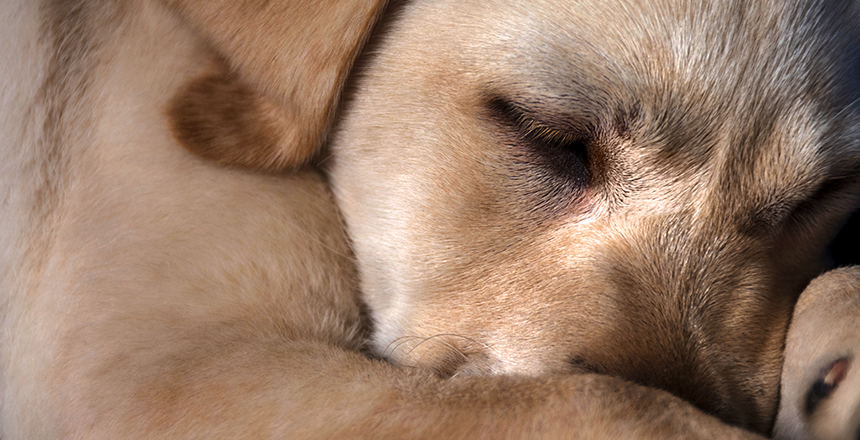 Фото - Аллергия на животных: риски тяжелой аллергической патологии и роль современной молекулярной диагностики