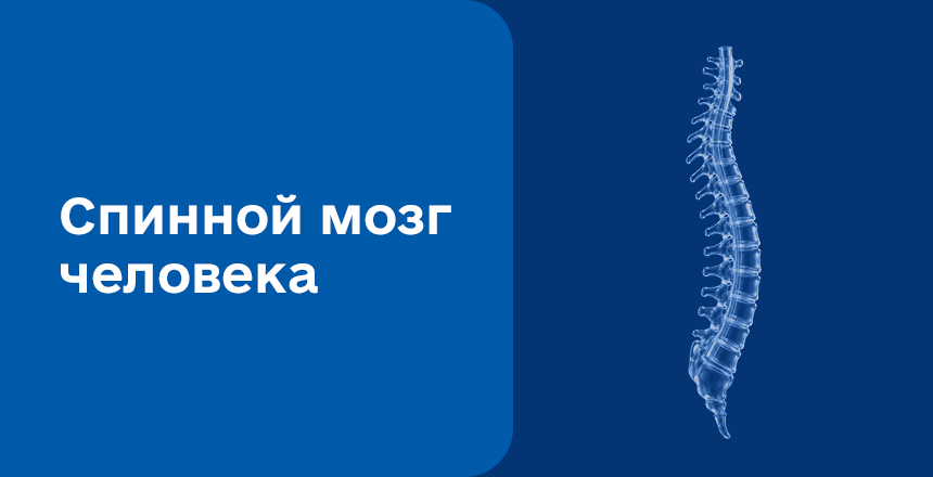 Фото - Спинной мозг человека: строение, функции и заболевания