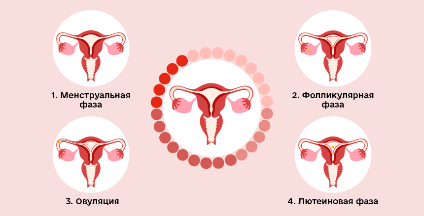 фазы менструального цикла 