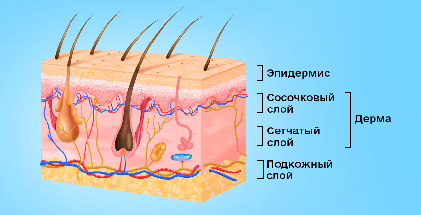 строение кожи 