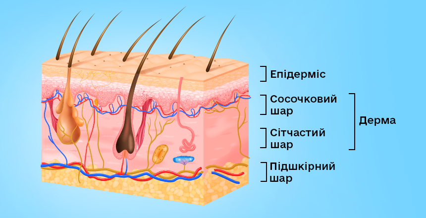 будова шкіри